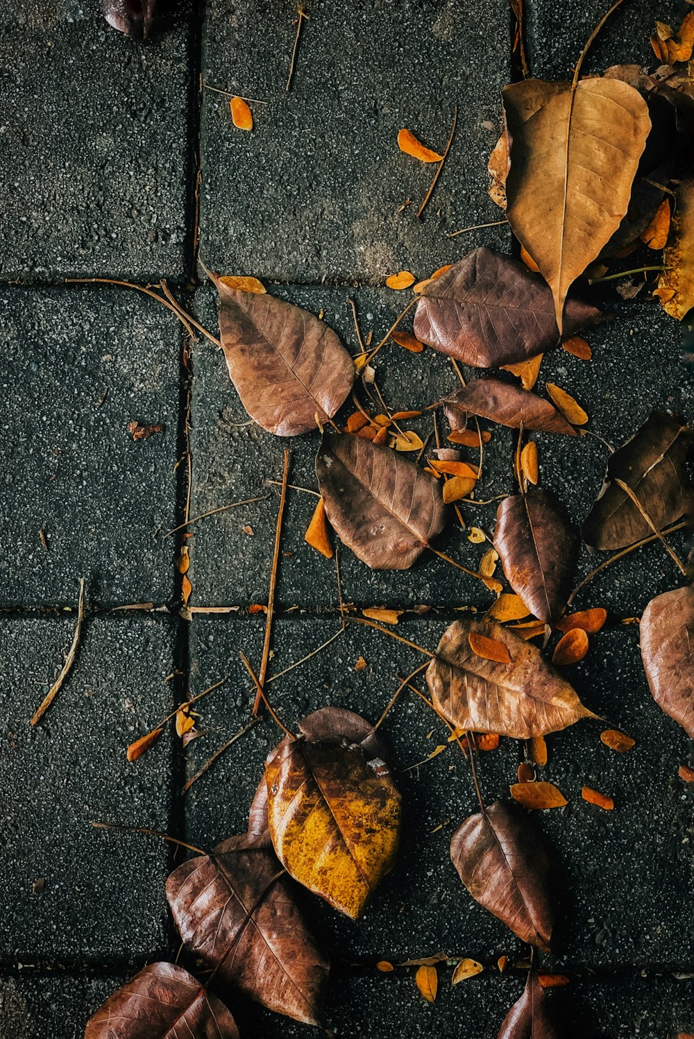 a bunch of leaves that are laying on the ground