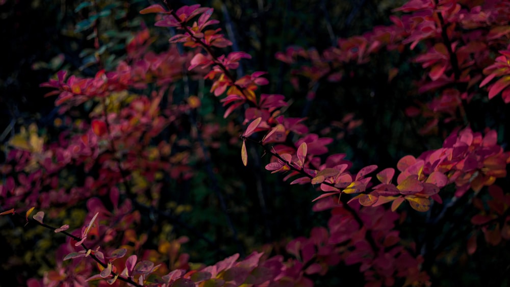 a close up of a tree with purple leaves