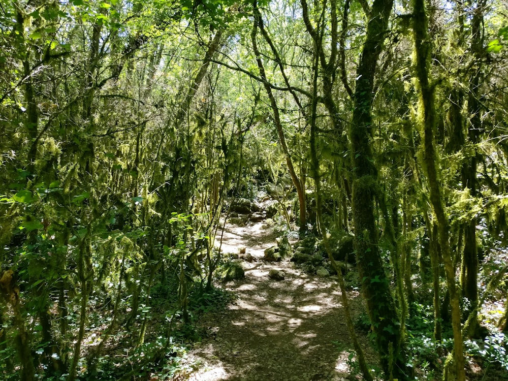 a path in the middle of a lush green forest