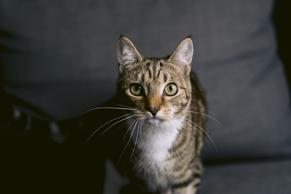 a cat sitting on top of a couch next to a pillow