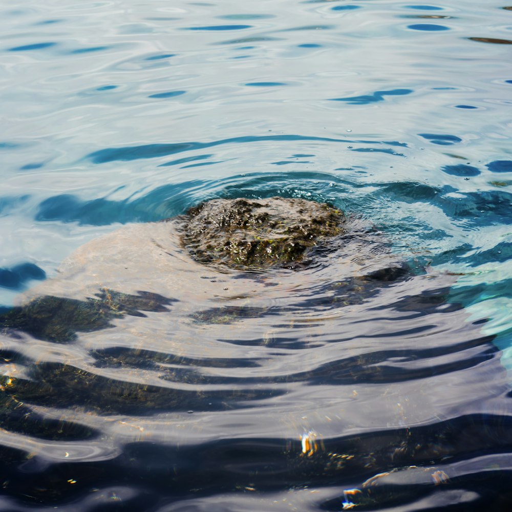 una tartaruga che nuota in uno specchio d'acqua