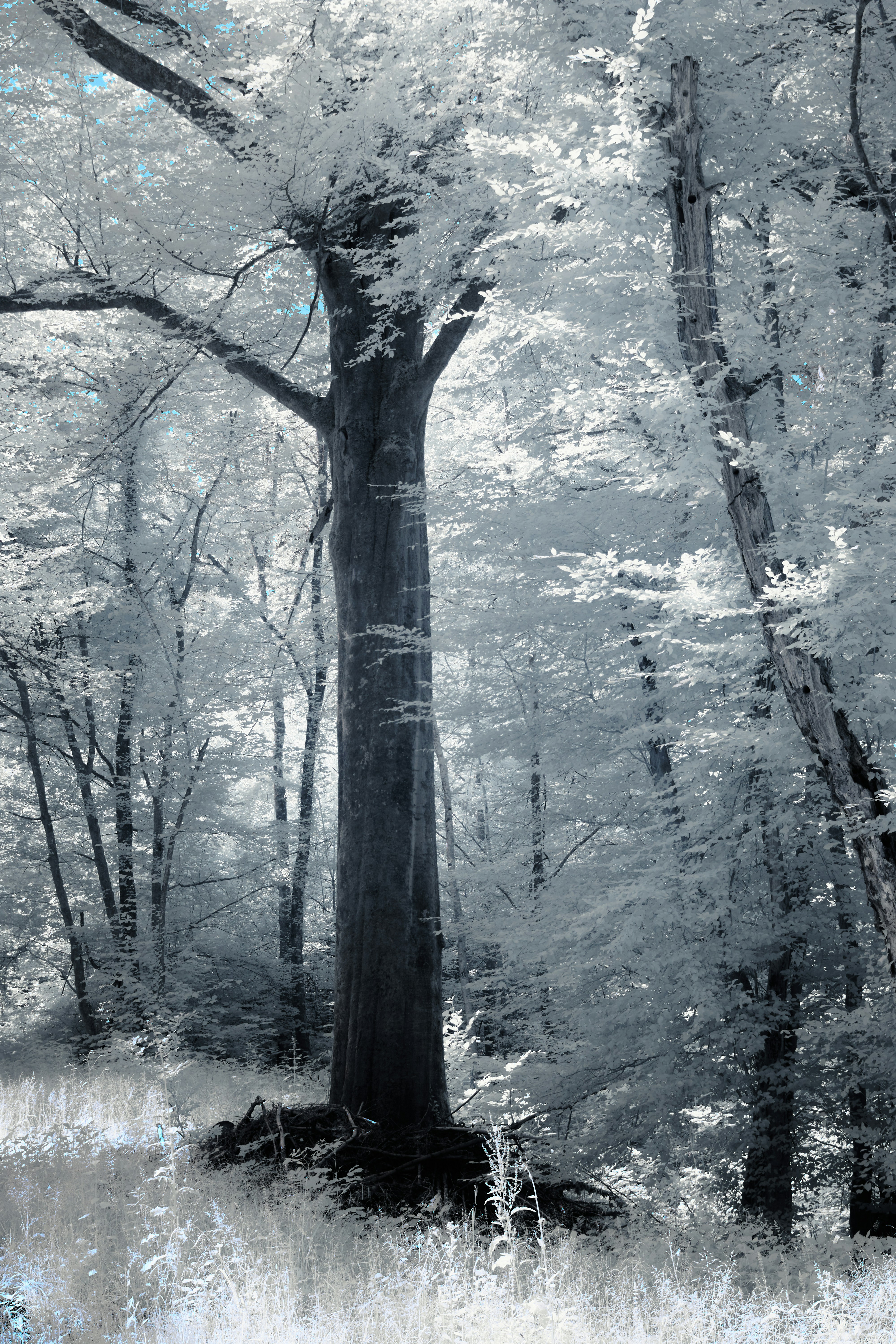 Photo by wolfgang_hasselmann