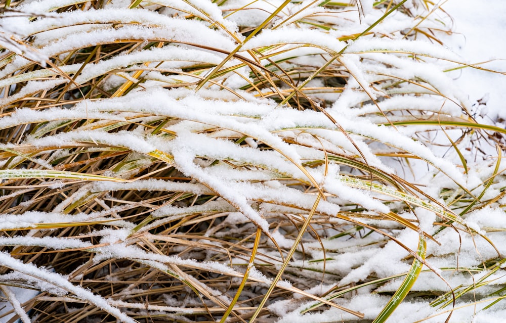 a close up of snow covered grass in the snow