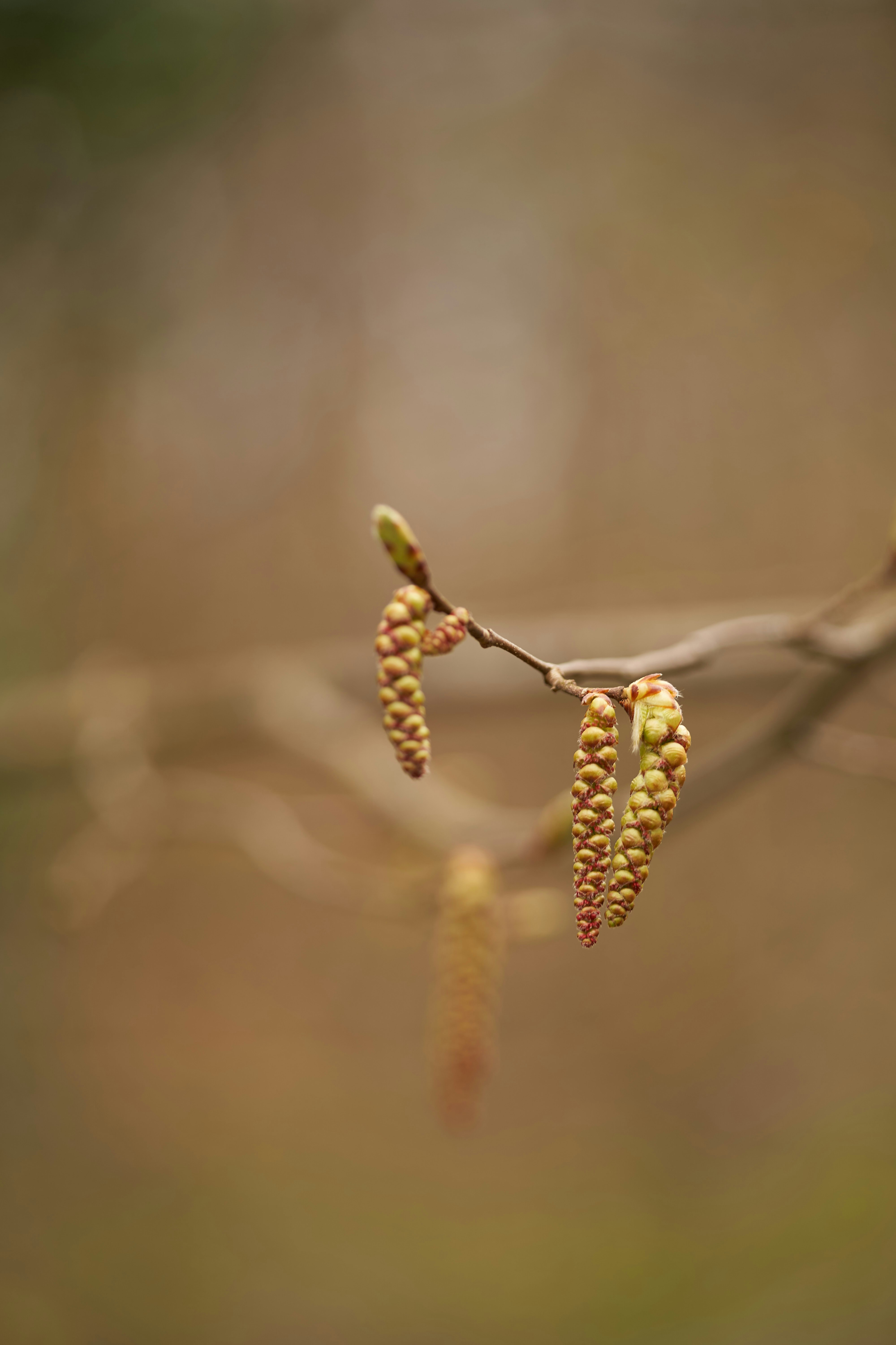 Photo by wolfgang_hasselmann