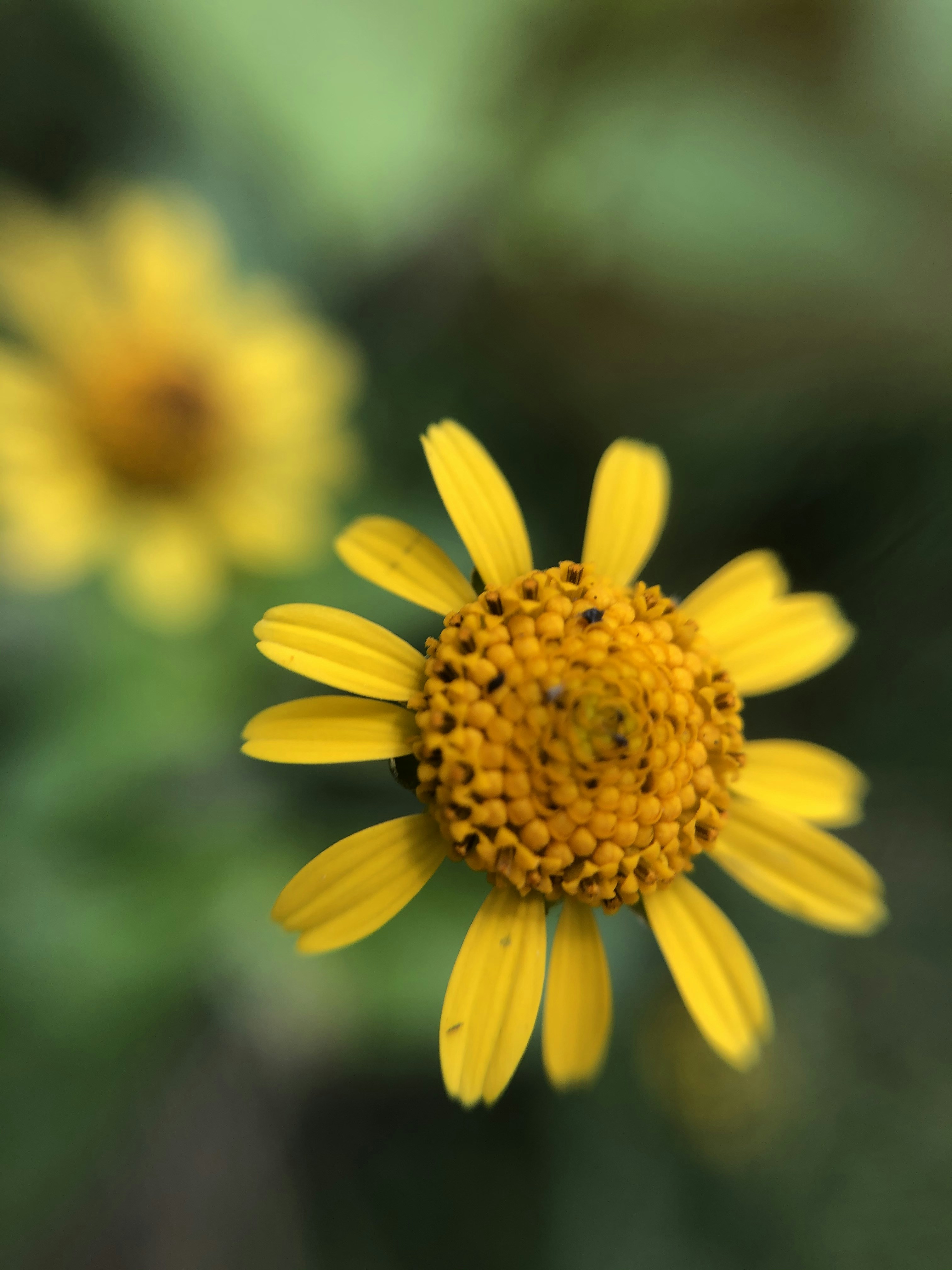 Photo by antoniosanzs