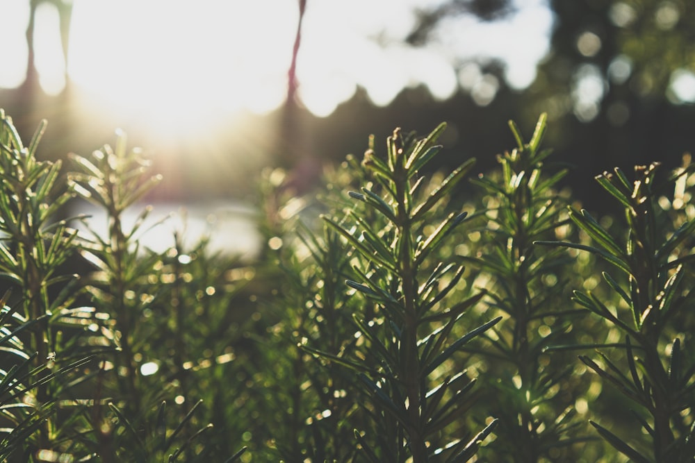 a close up of a bush with the sun in the background