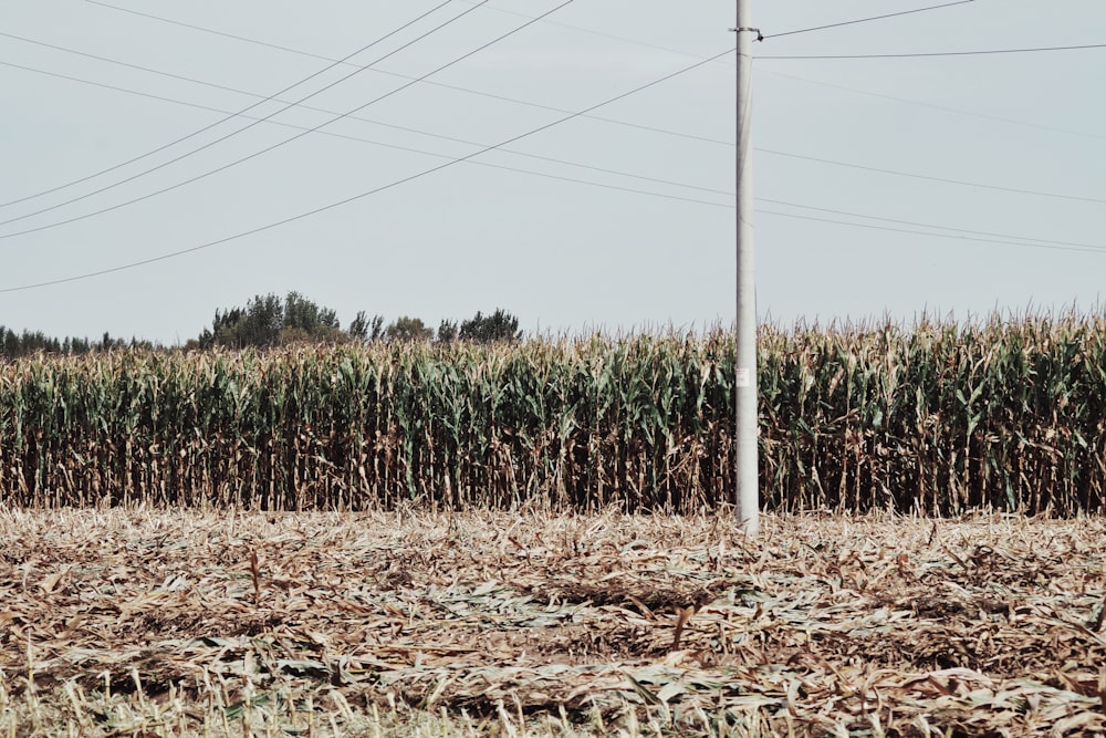 a field of corn with power lines in the background