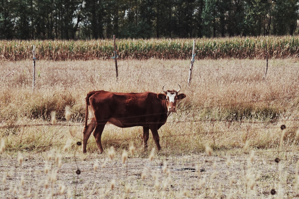a brown cow standing in a dry grass field