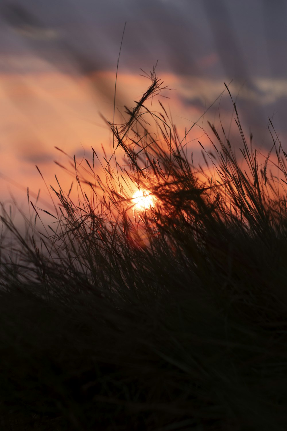 the sun is setting behind some tall grass