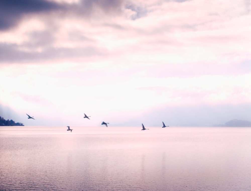 a flock of birds flying over a large body of water