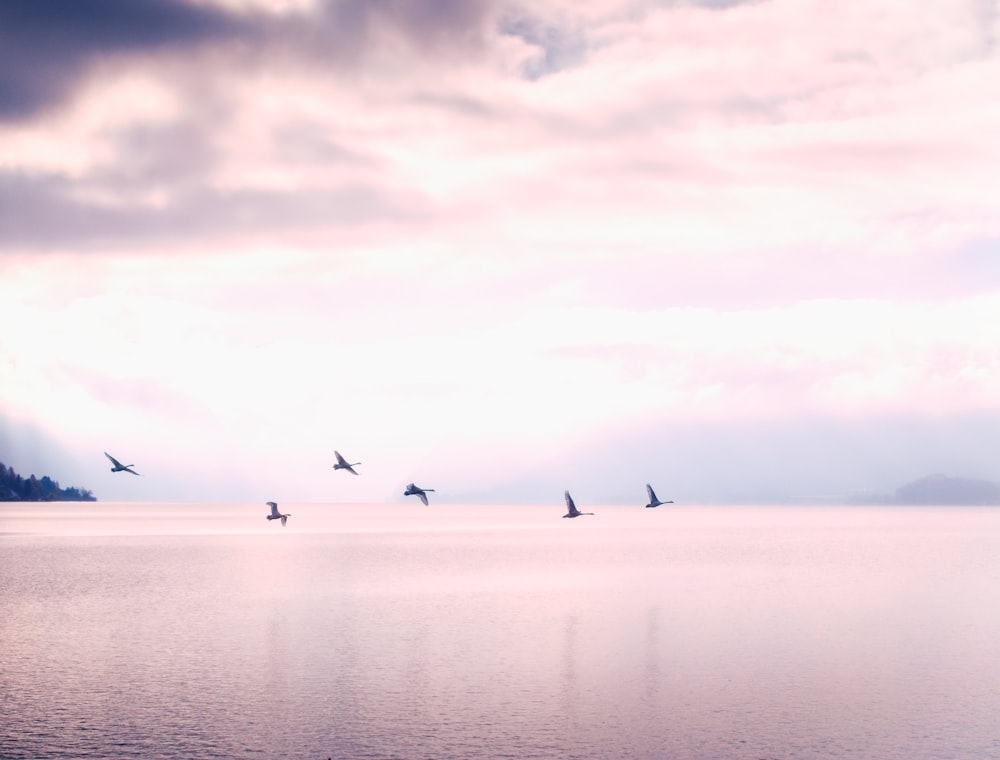 una bandada de pájaros volando sobre una gran masa de agua