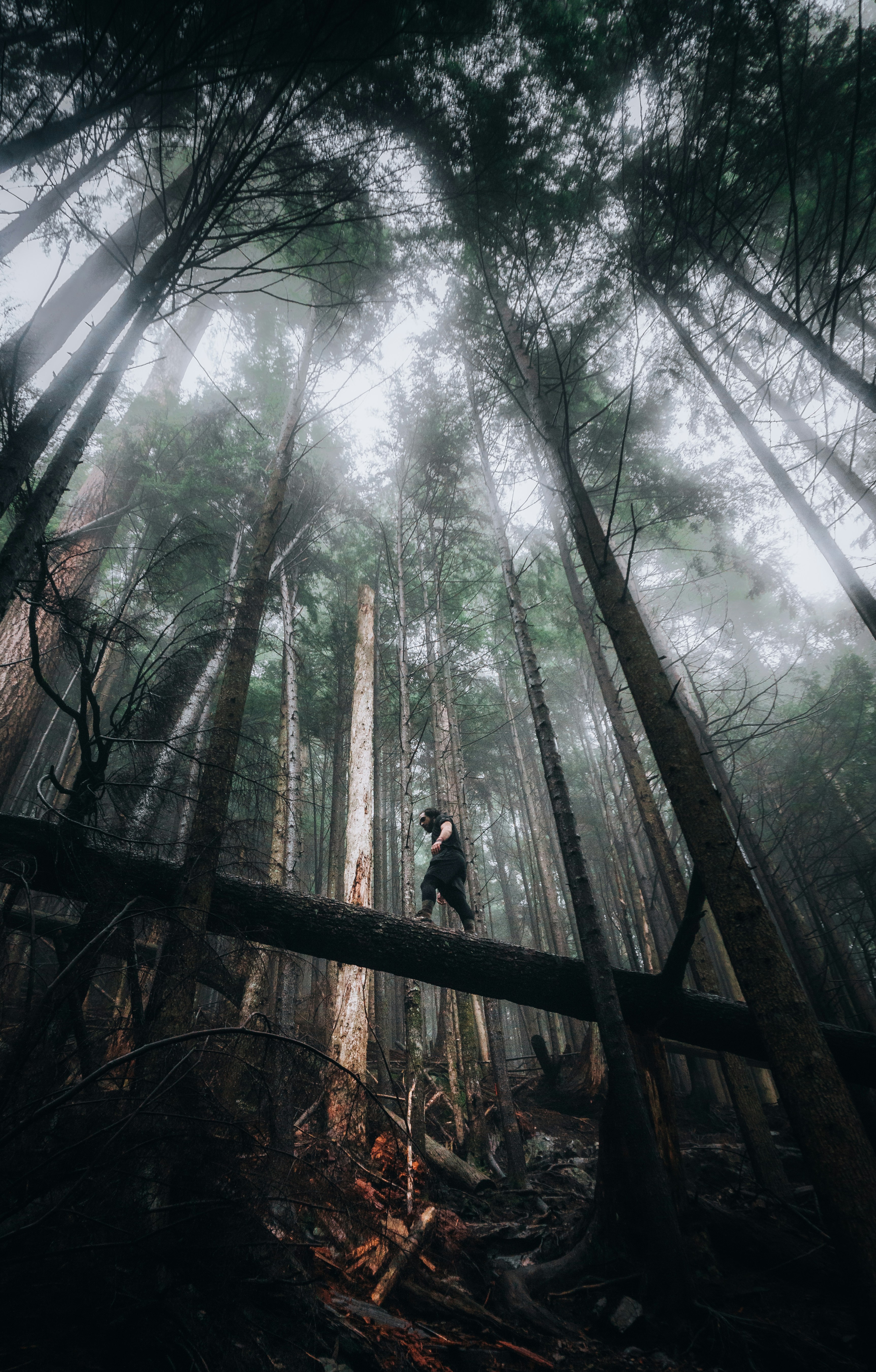 a person standing on a fallen tree in a forest