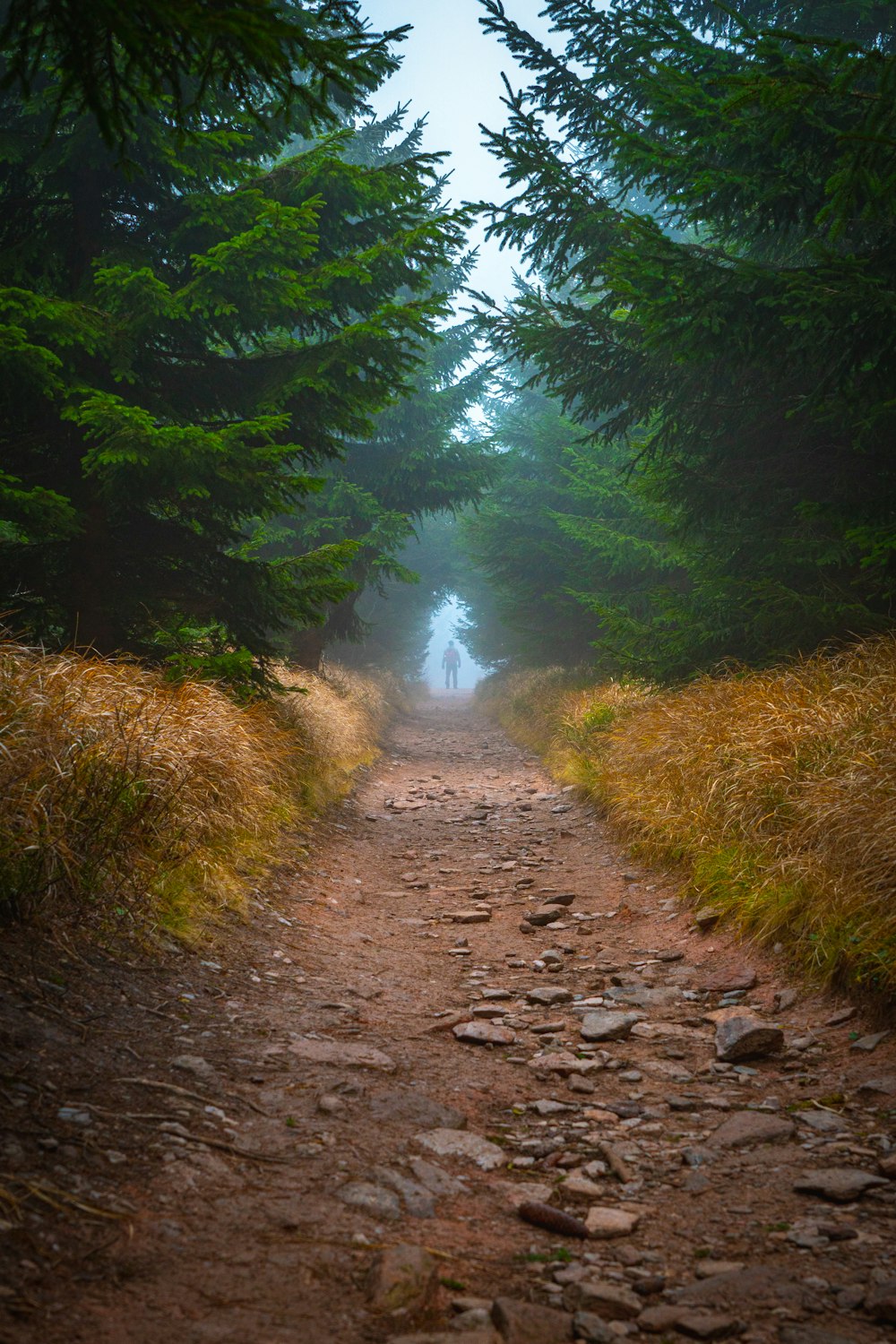 a dirt road surrounded by trees on a foggy day