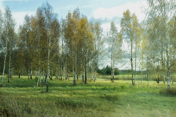 a grassy field with lots of trees in the background