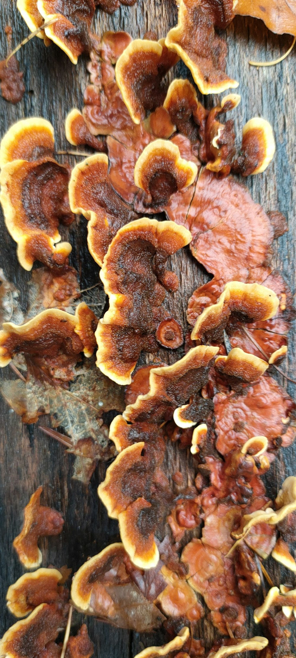 a bunch of mushrooms that are on a piece of wood