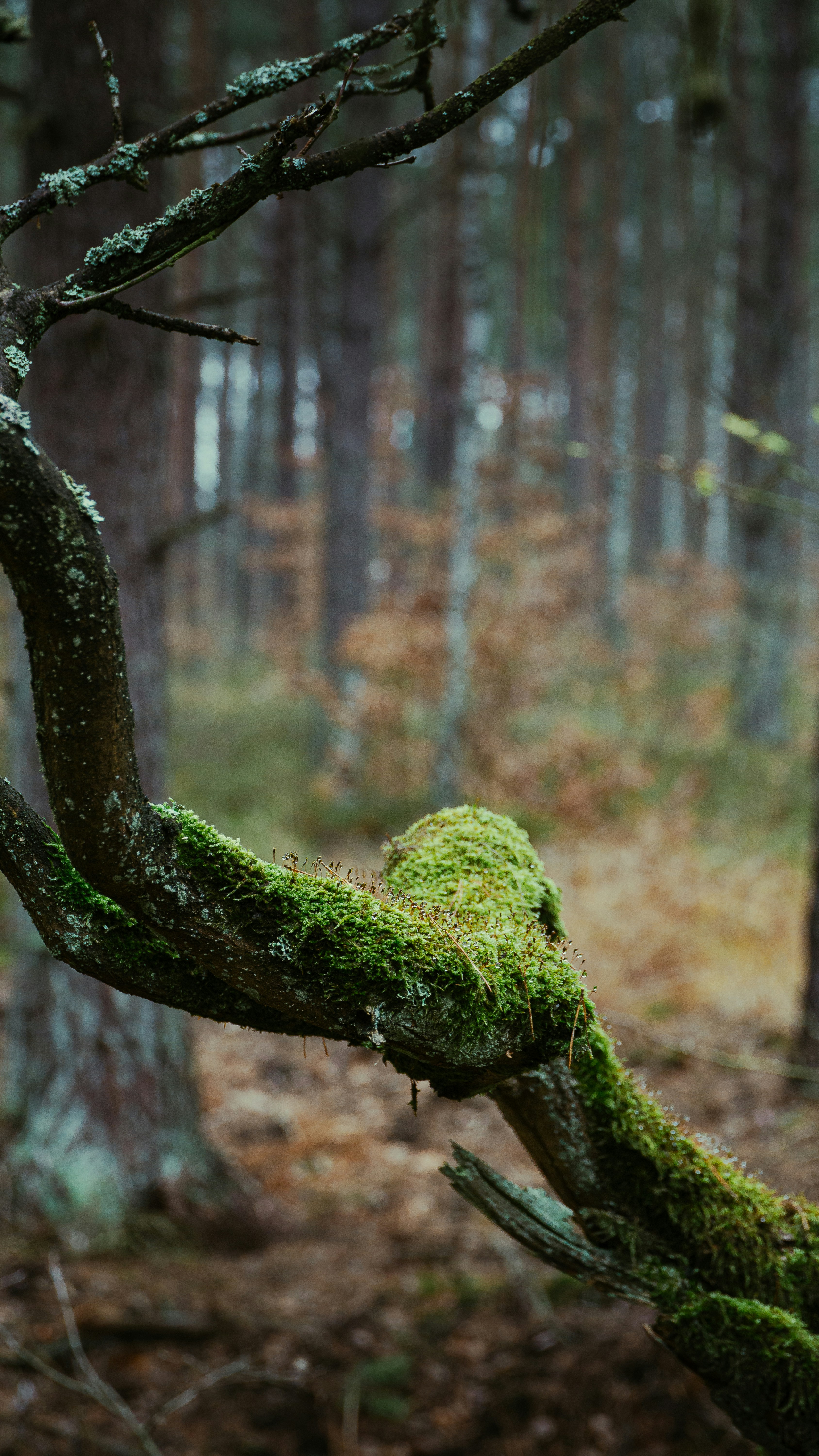 Photo by bielej