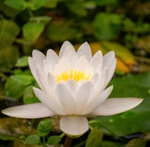 a white flower with a yellow center surrounded by green leaves