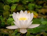 Eclaireuse Soin signature Lotus blanc