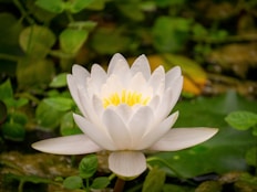 Eclaireuse Soin signature Lotus blanc