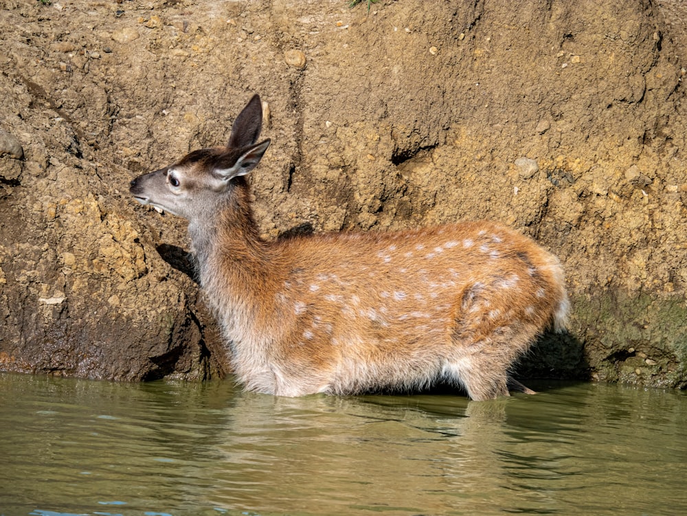 um cervo em pé em um corpo de água