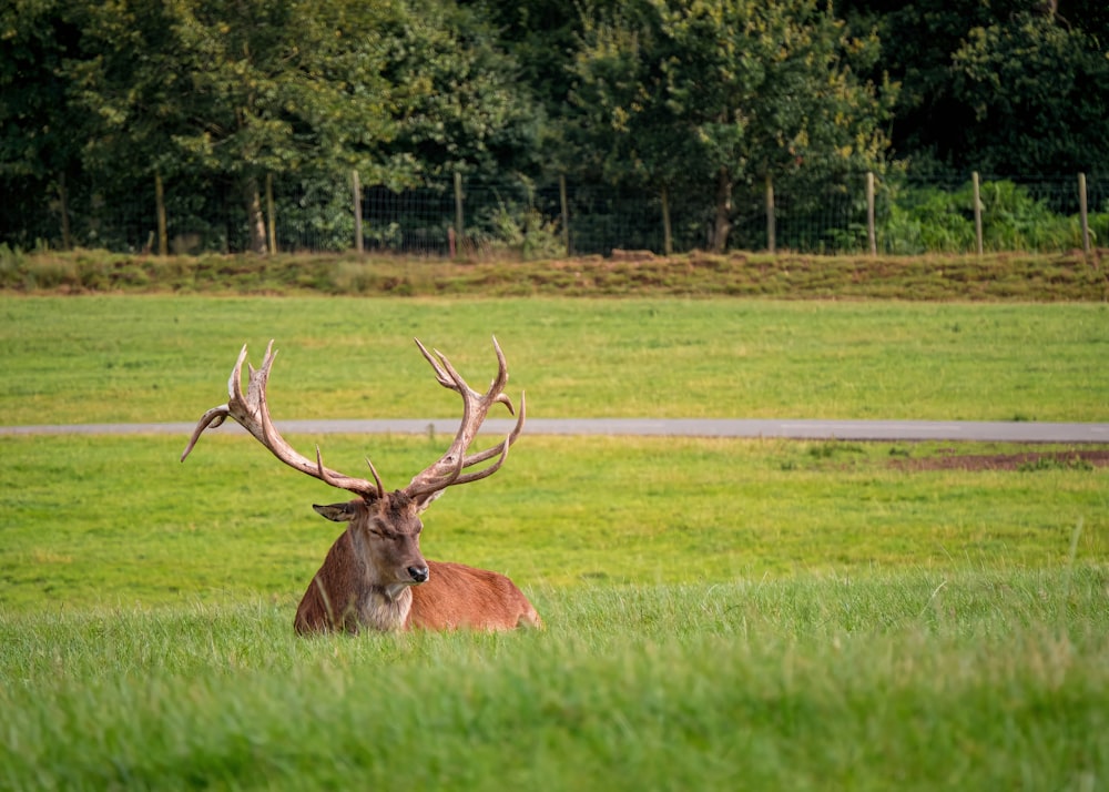 a deer laying down in a grassy field