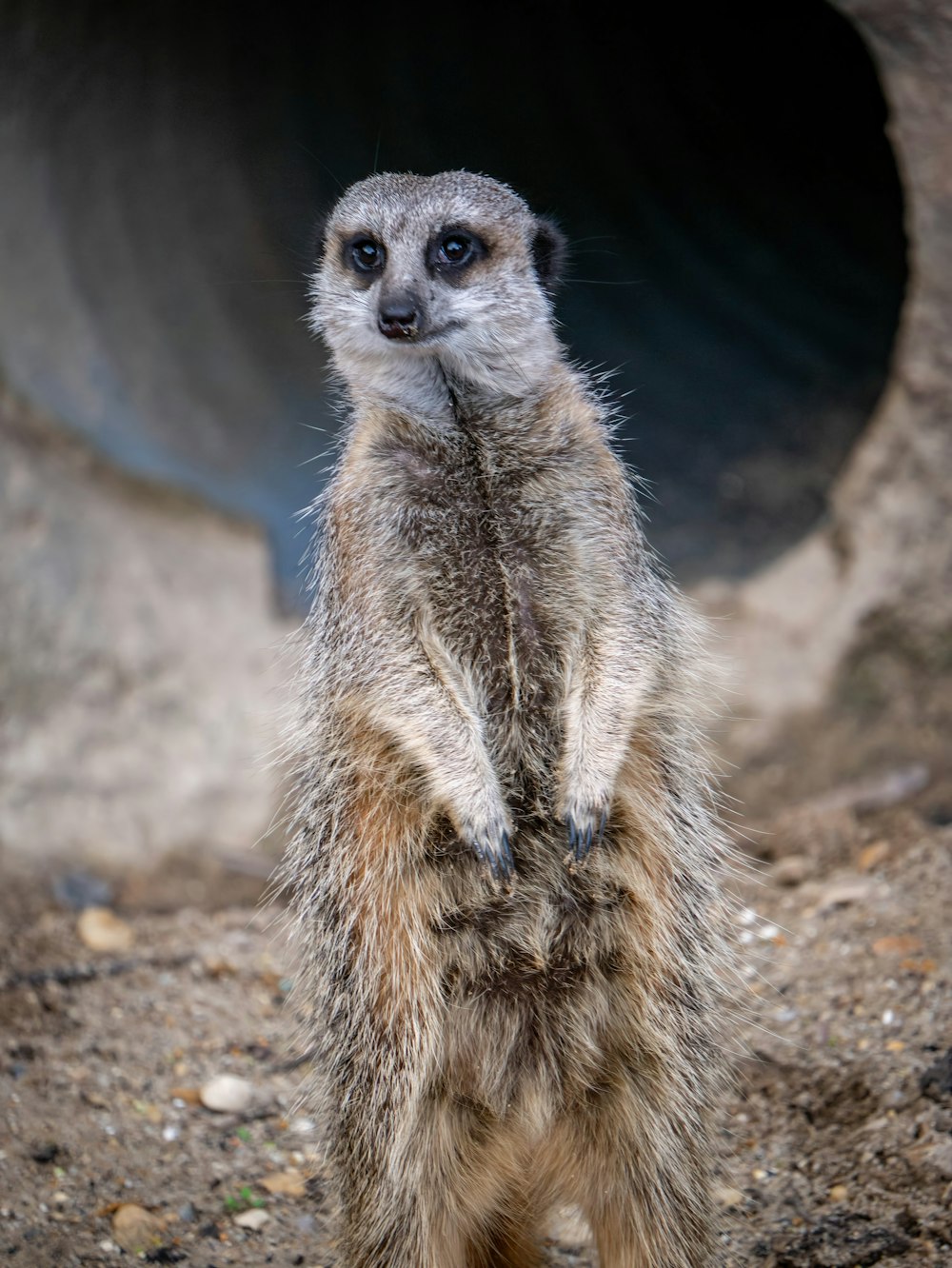 Un suricato parado sobre sus patas traseras frente a un túnel