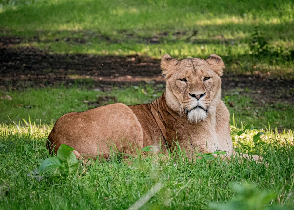 a lion laying in the grass with its eyes closed