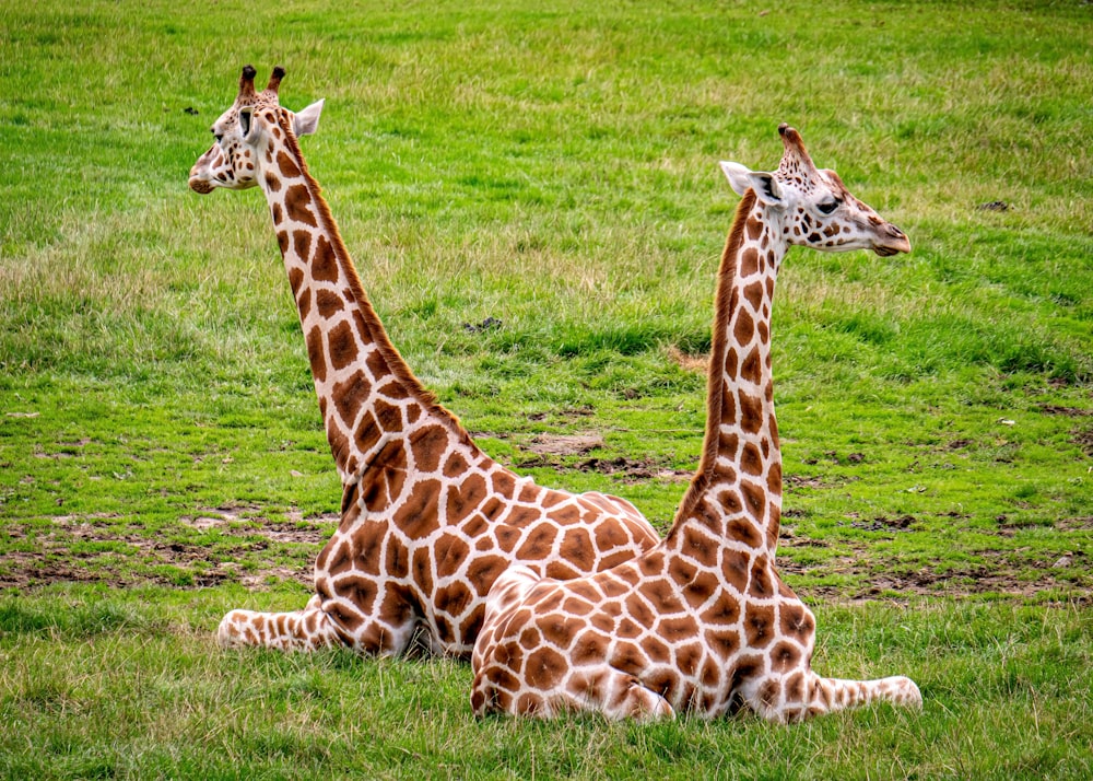 two giraffes are sitting in a grassy field