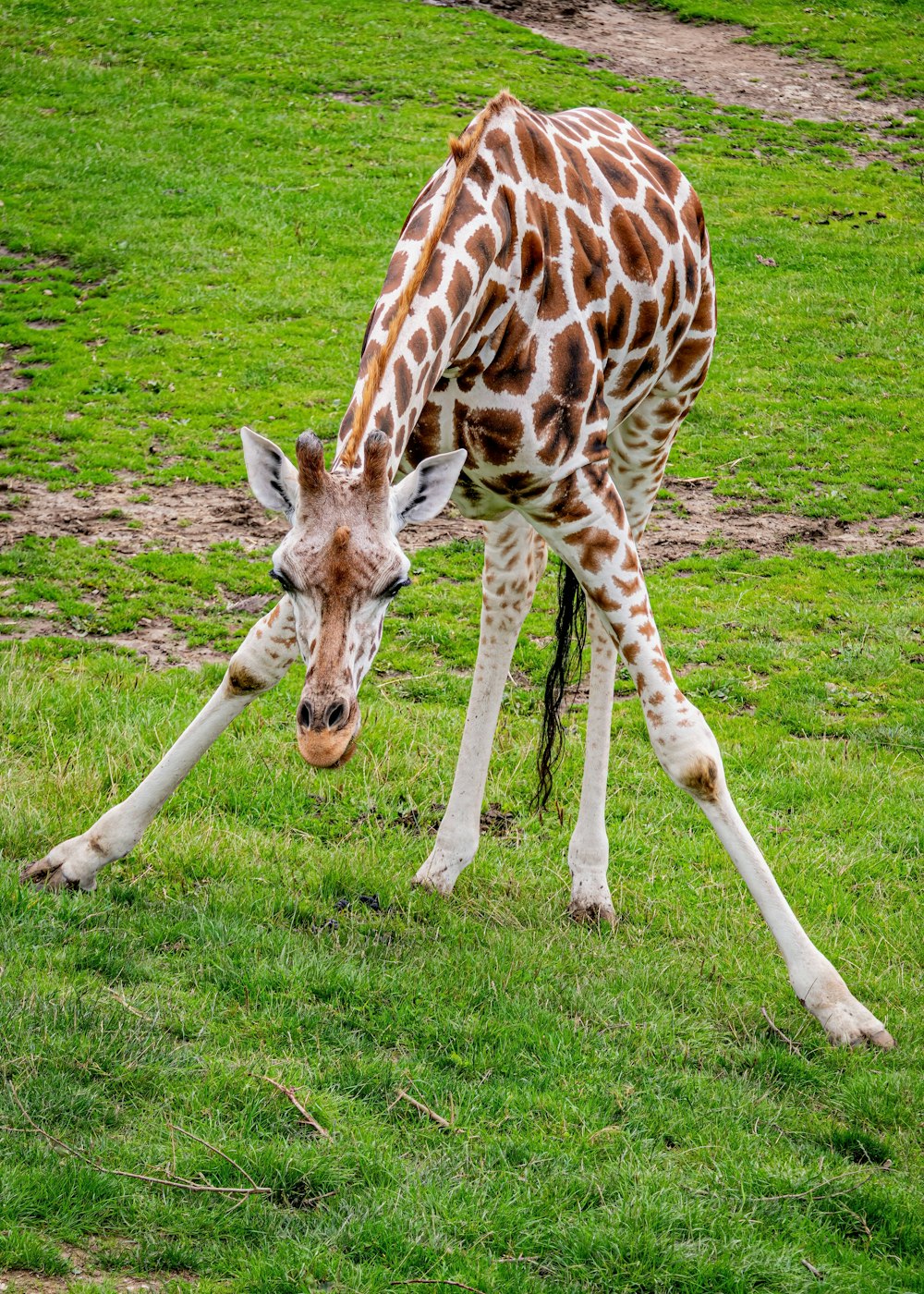 a giraffe standing on top of a lush green field