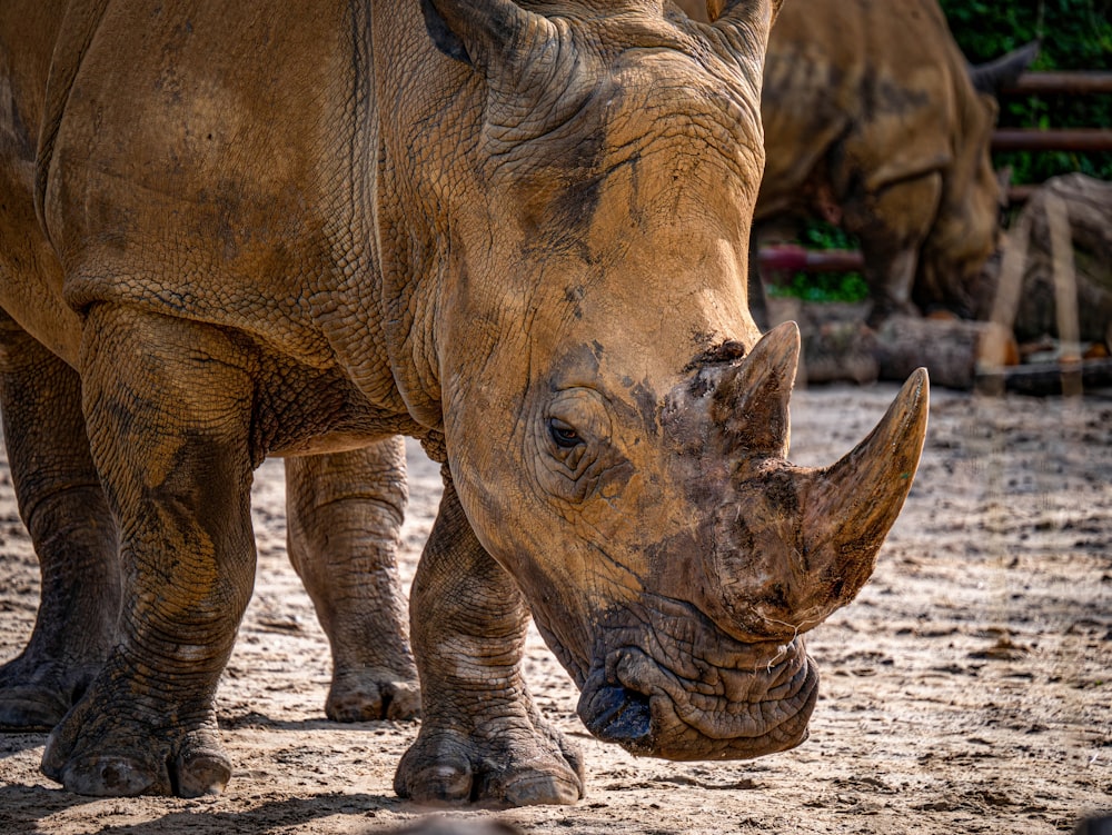 a close up of a rhinoceros on a dirt ground