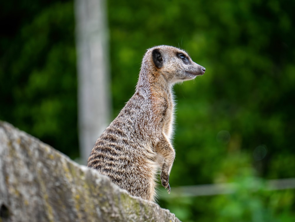 a small meerkat standing on a rock