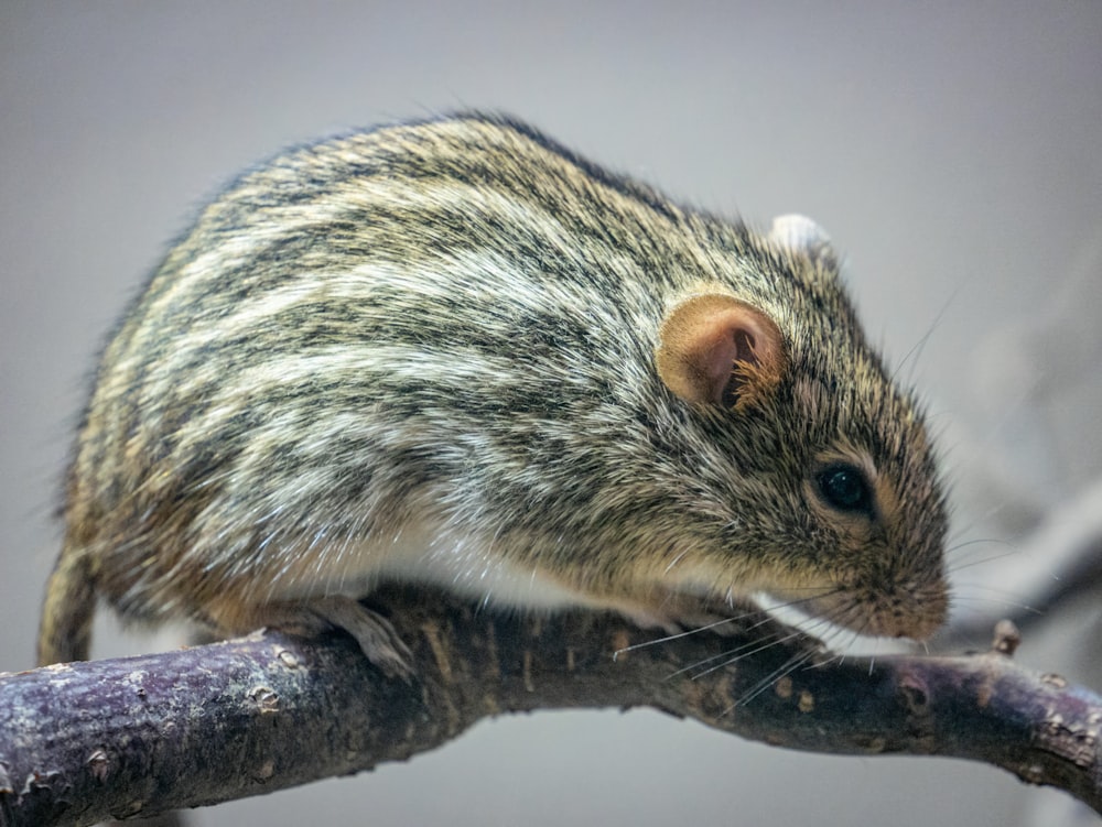 a small rodent sitting on top of a tree branch