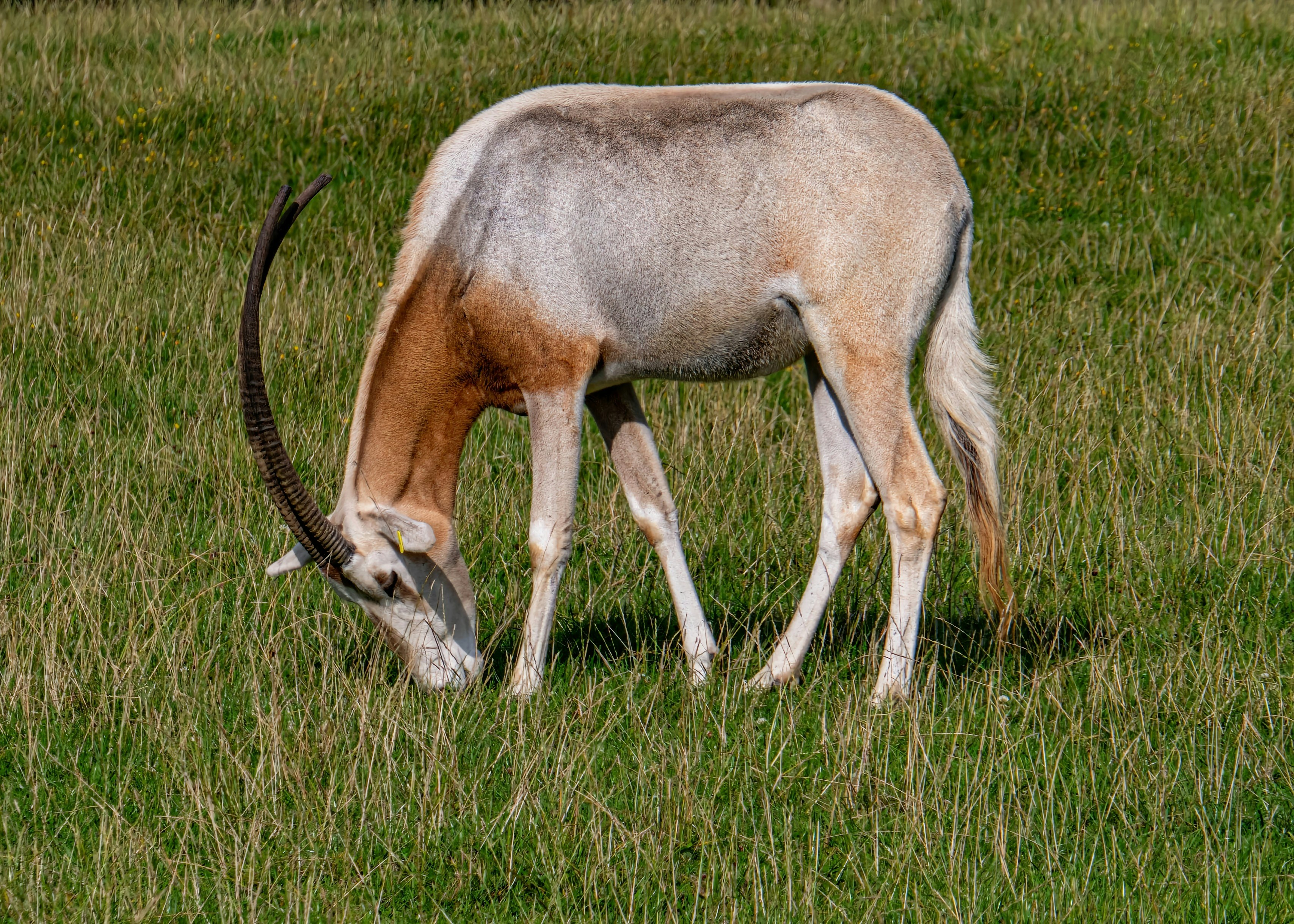 Scimitar Horned Oryx Brought Back From Extinction