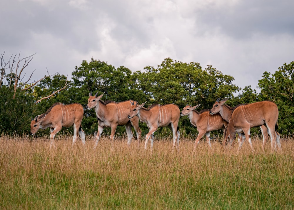 a herd of deer walking across a grass covered field