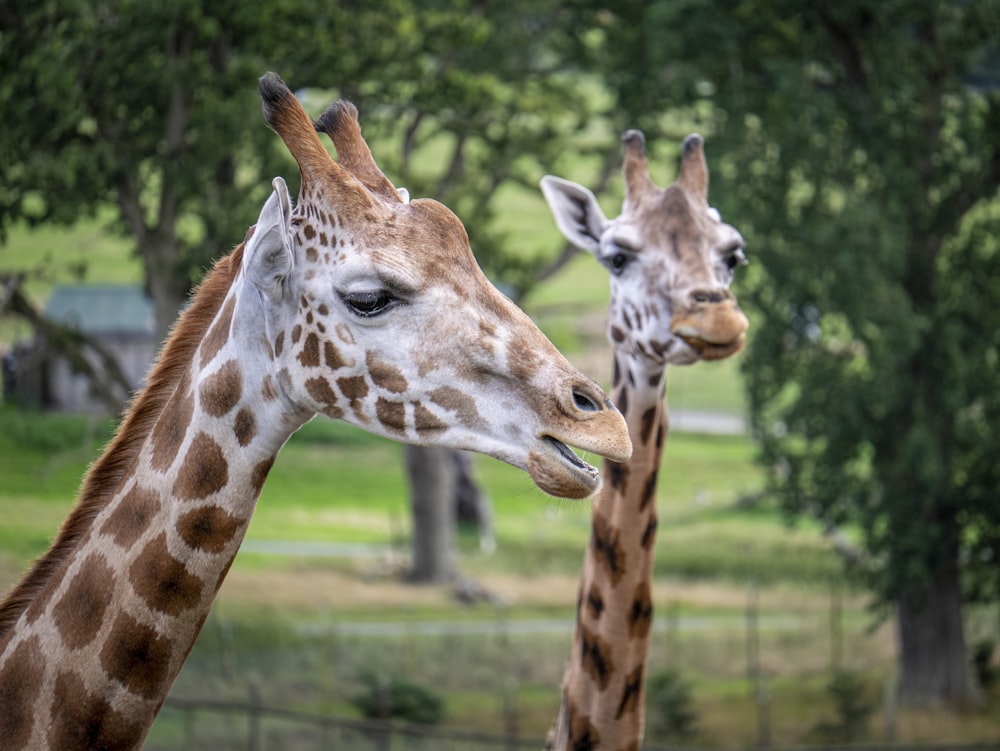 Una coppia di giraffe in piedi l'una accanto all'altra