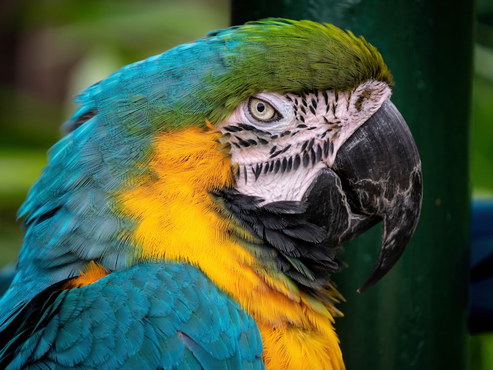 a close up of a blue and yellow parrot