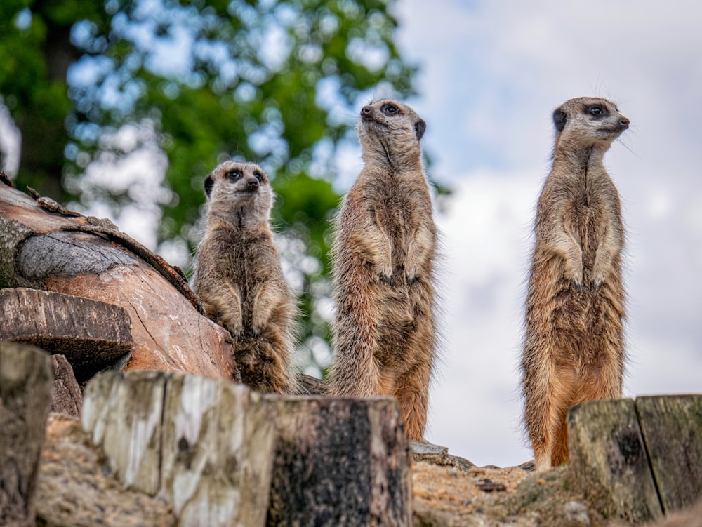 a group of meerkats standing next to each other