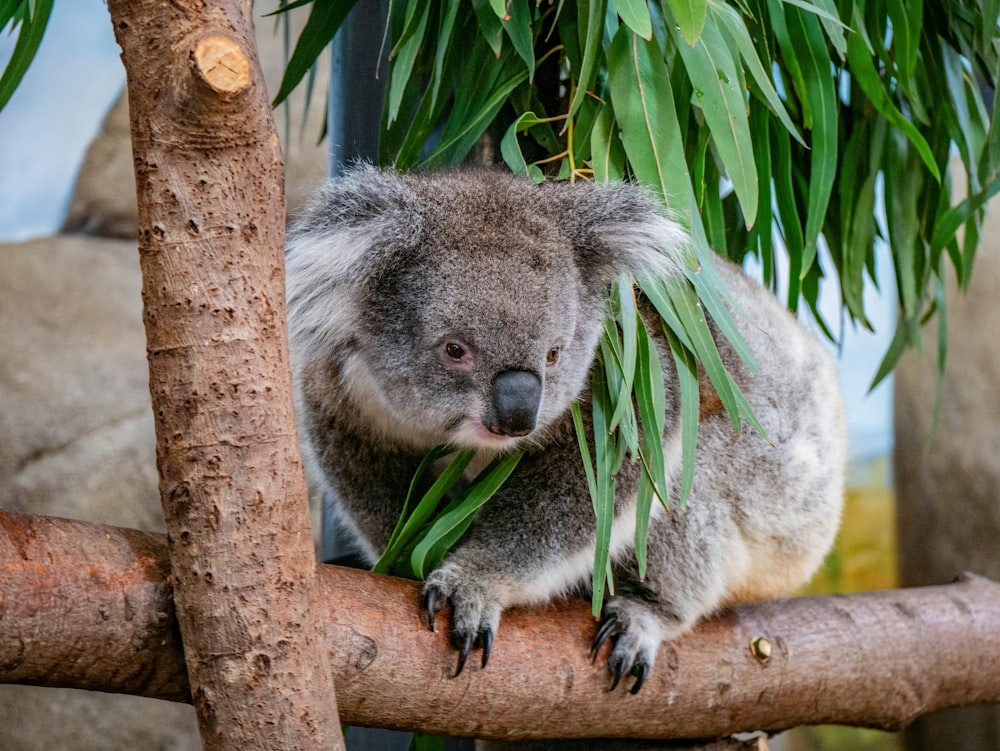 a koala sitting on a tree branch eating leaves