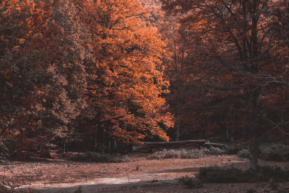 uma floresta cheia de muitas árvores cobertas de folhas