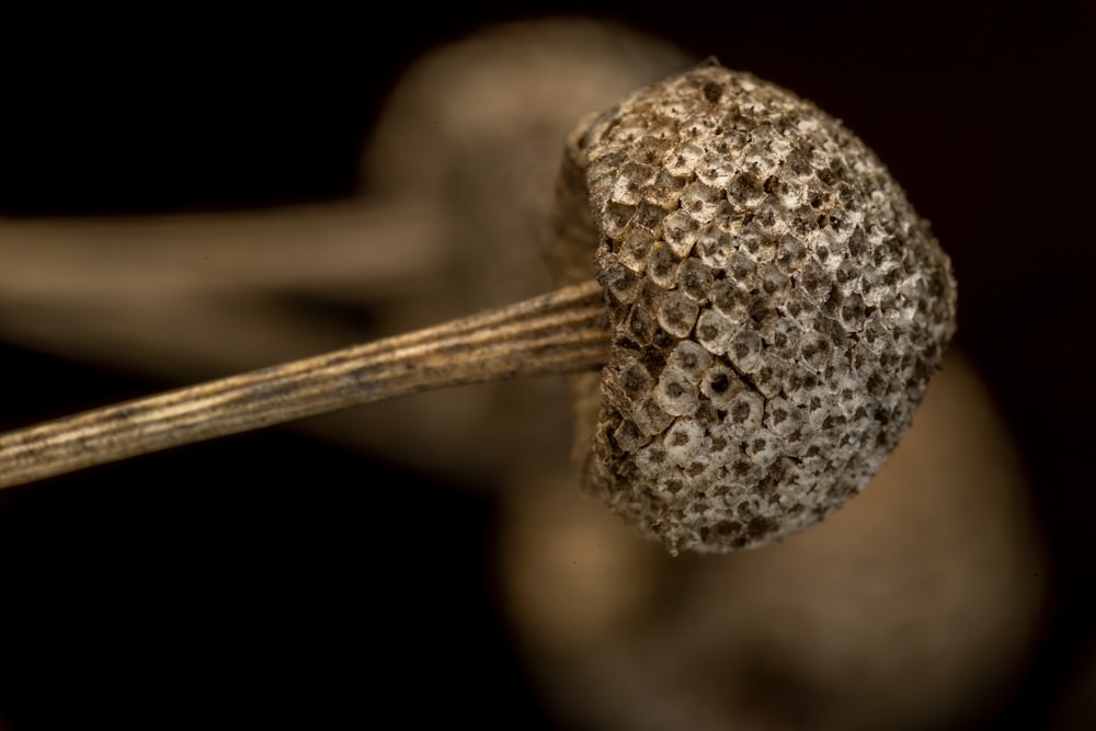 a close up of a piece of food on a stick