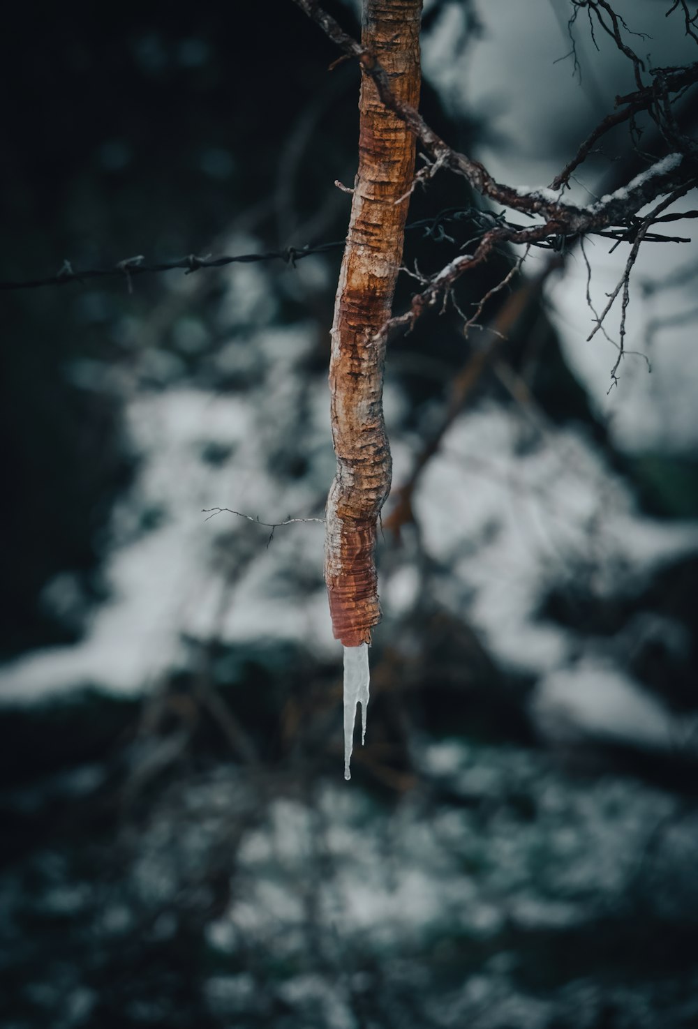 icicles hanging from a tree in the snow