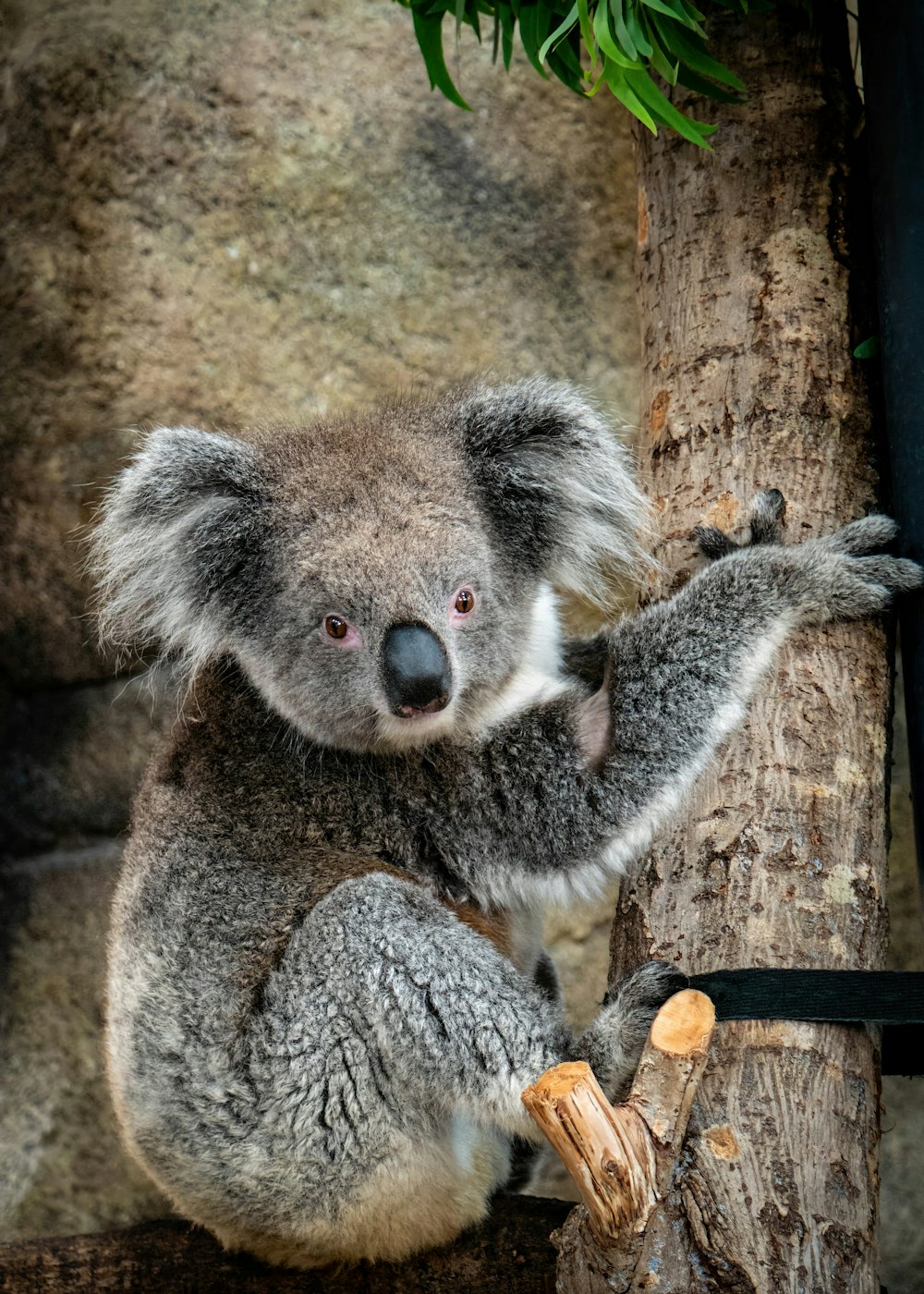 Un oso koala sentado en la rama de un árbol