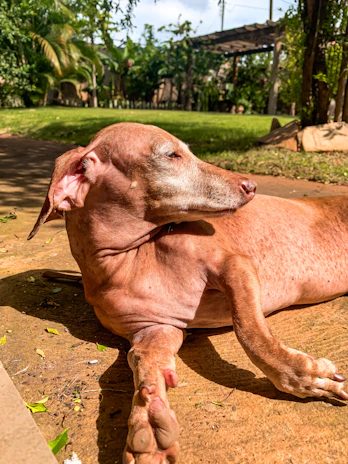 A happy dog lying in the sun in a green garden at a pet residence.