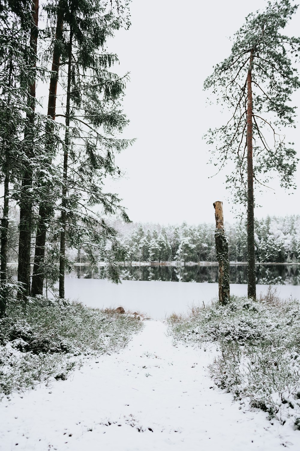 a flock of birds standing on top of a snow covered forest