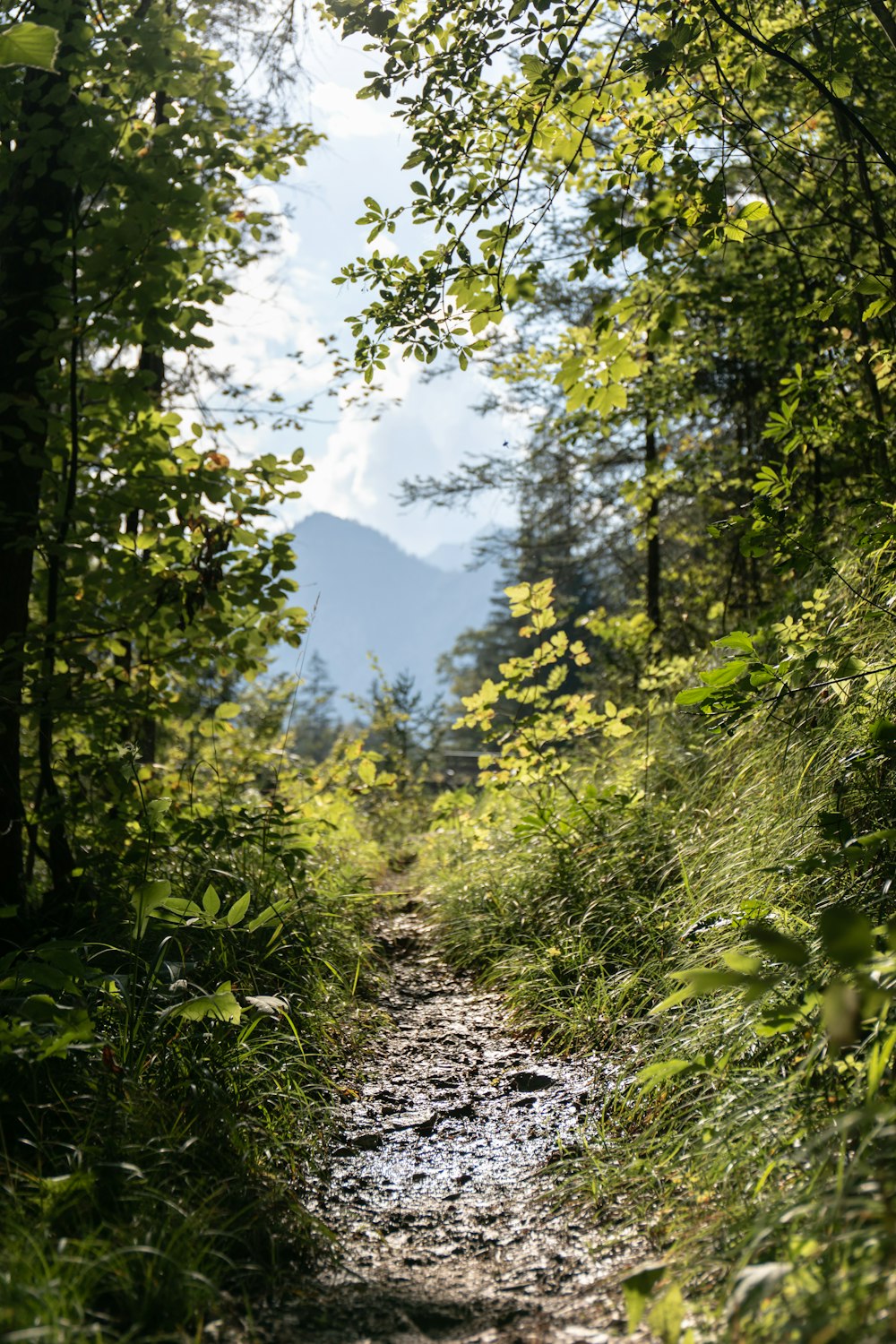 a dirt path in the middle of a forest