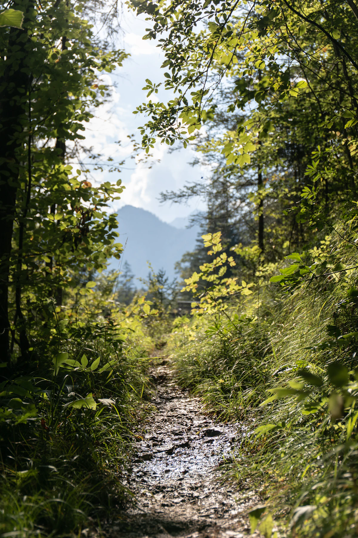 A stony path through summer woods near the Chorinsky-Klause in the Weißenbach valley