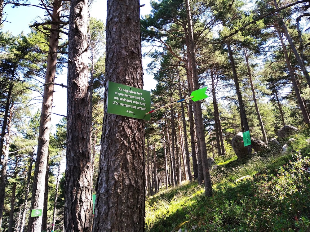 a green sign on a tree in a forest