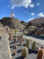 a bunch of cacti that are in the dirt