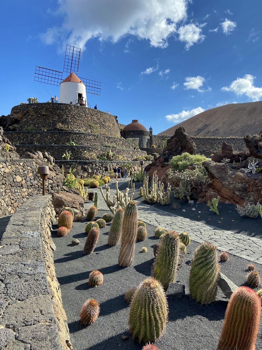 un mucchio di cactus che sono nella sporcizia