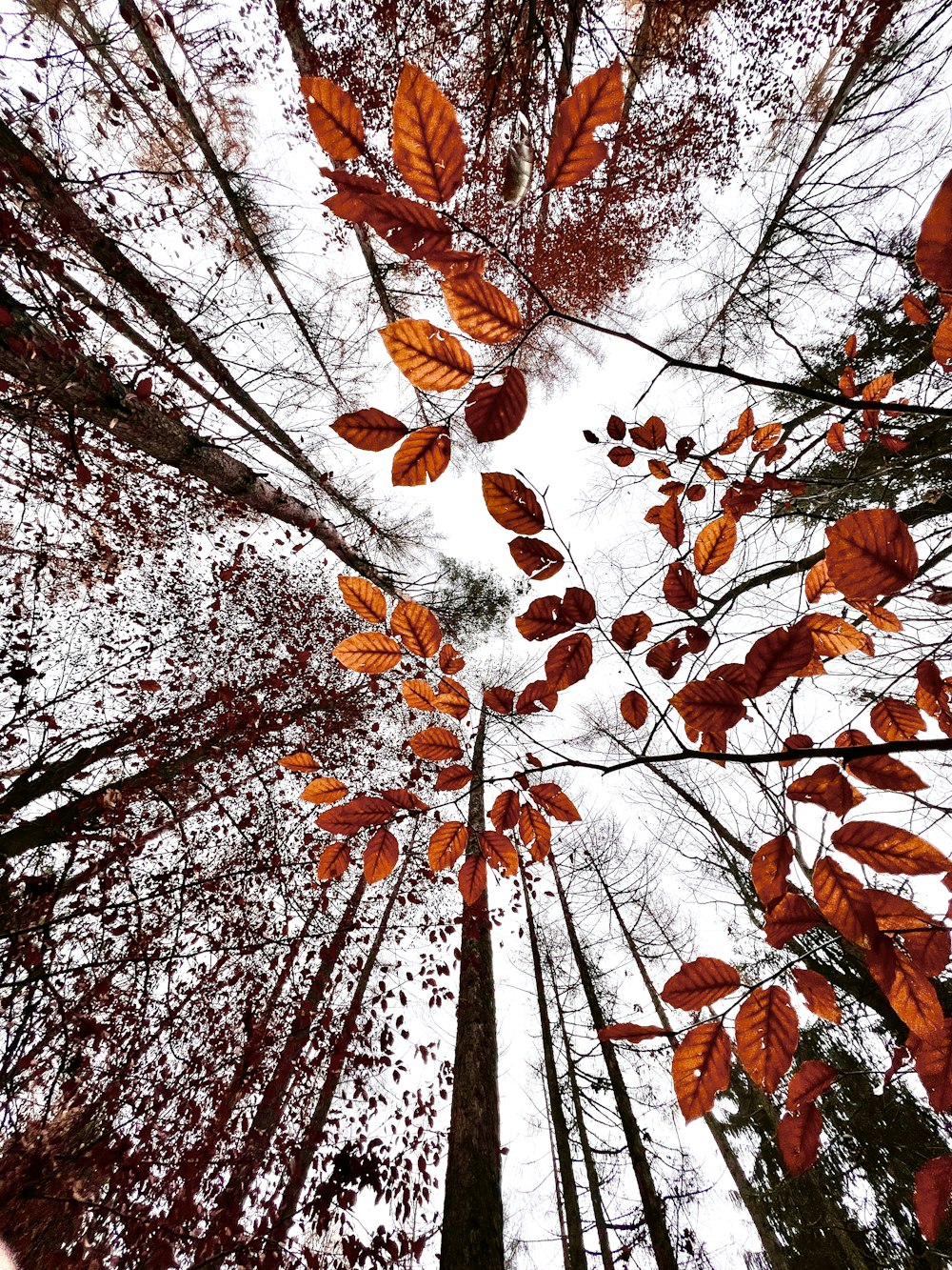 a group of trees that are standing in the woods